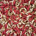 Wigglers Maggots Röd/Vit