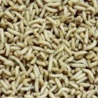 Wiggler Maggots Vit Liter
