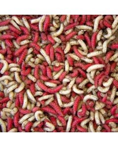 Wiggler Maggots Röd/Vit Liter