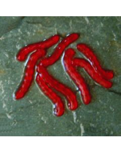 Enterprise Artifical Bloodworm